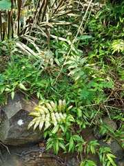 Stenochlaena palustris