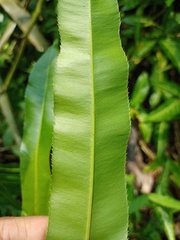 Stenochlaena palustris