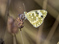 Pontia daplidice daplidice