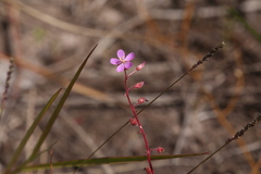Drosera aquatica