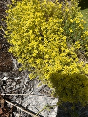 Sedum acre