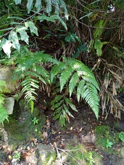 Pleocnemia conjugata