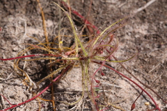 Drosera aquatica
