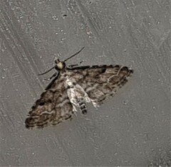 Sufetula hemiophthalma