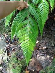 Pleocnemia conjugata