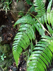 Pleocnemia conjugata