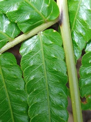 Pleocnemia conjugata