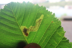 Cameraria ohridella