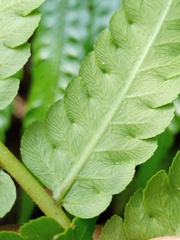 Pleocnemia conjugata