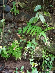 Christella subpubescens