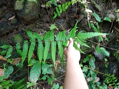 Christella subpubescens