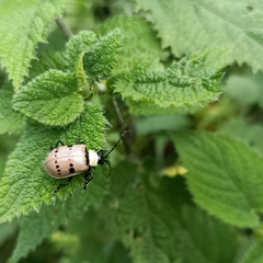 Meristata spilota