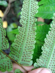 Christella subpubescens