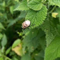 Meristata spilota