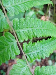 Christella subpubescens