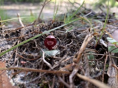 Corybas undulatus