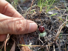 Corybas undulatus