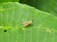 Phyllotingis
