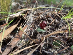 Corybas undulatus
