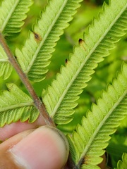 Strophocaulon unitum