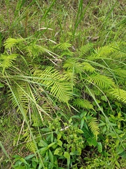 Strophocaulon unitum