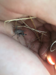 Lactista gibbosus
