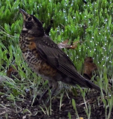 Turdus migratorius