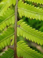 Strophocaulon unitum