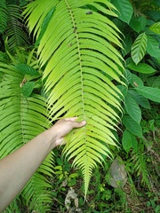 Sphaerostephanos polycarpos