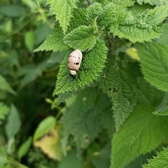 Meristata spilota