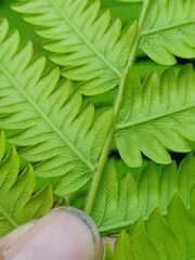 Sphaerostephanos polycarpos