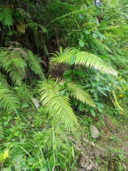 Sphaerostephanos polycarpos