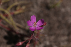 Drosera aquatica