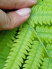 Sphaerostephanos polycarpos