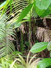 Sphaerostephanos polycarpos