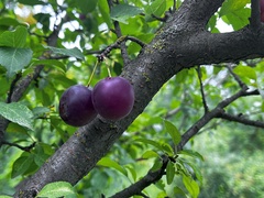 Prunus domestica
