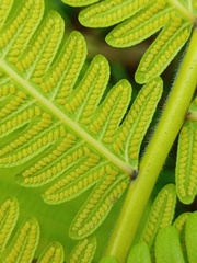 Sphaerostephanos polycarpos