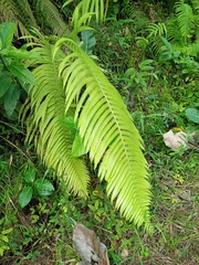 Sphaerostephanos polycarpos