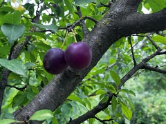 Prunus domestica