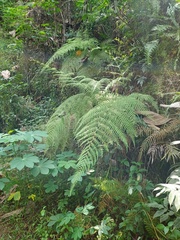 Macrothelypteris multiseta