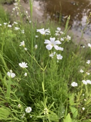 Gypsophila elegans