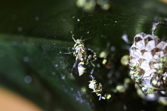 Ropalidia ornaticeps