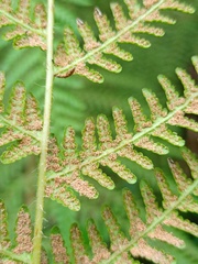 Macrothelypteris multiseta
