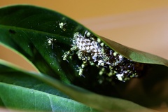 Ropalidia ornaticeps