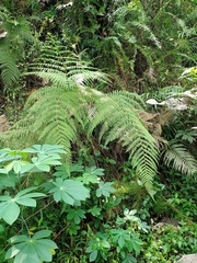 Macrothelypteris multiseta