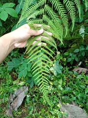 Macrothelypteris multiseta
