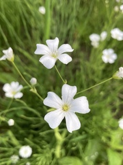 Gypsophila elegans