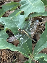 Libellula flavida