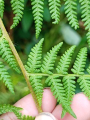 Macrothelypteris multiseta