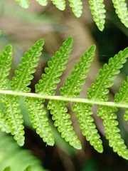 Macrothelypteris multiseta